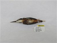 藏品(翠鳥)的圖片